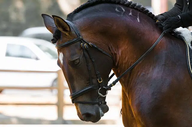 Horse bridle