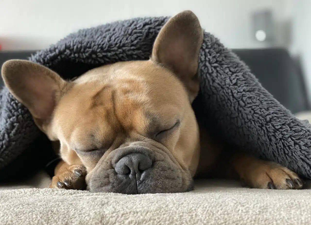 Dog sleeping in a bed covered with a microfiber blanket