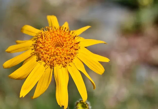 Arnica flower