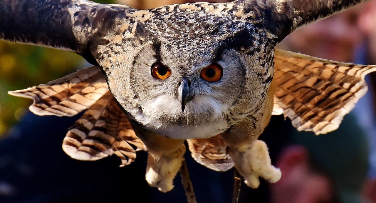 Owl in flight