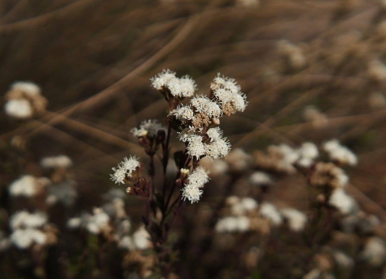 Baccharis glutinosa