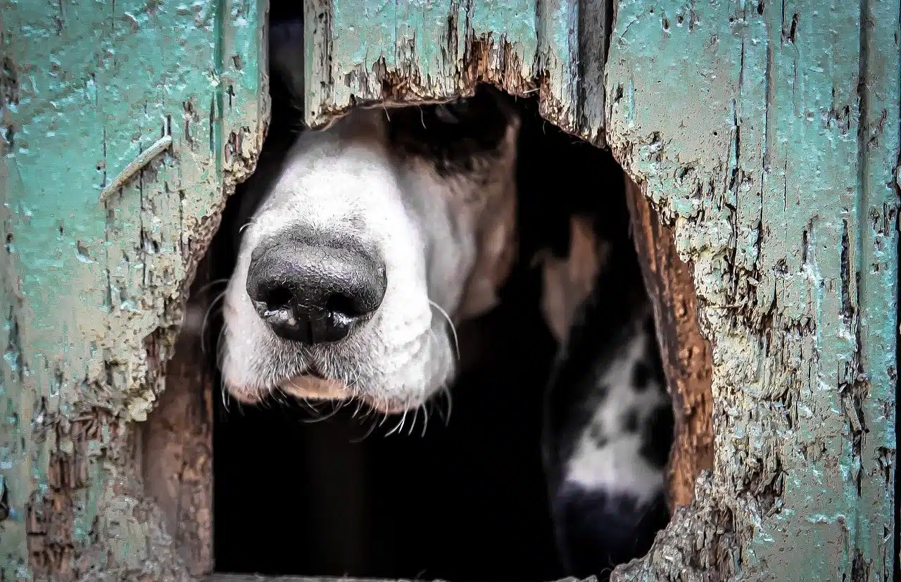 Dog peeking out of buraco.