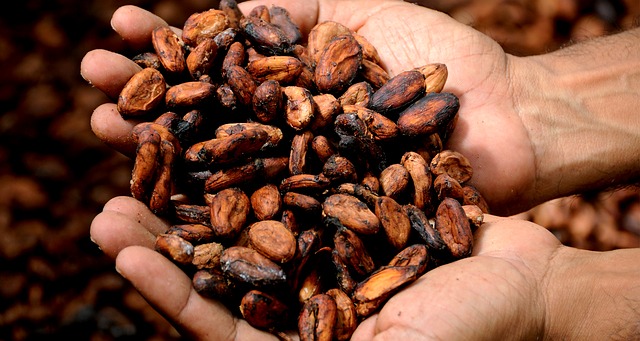 cocoa seeds