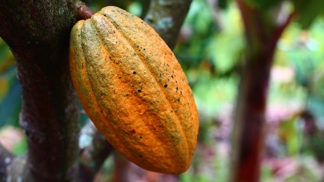 cocoa plant