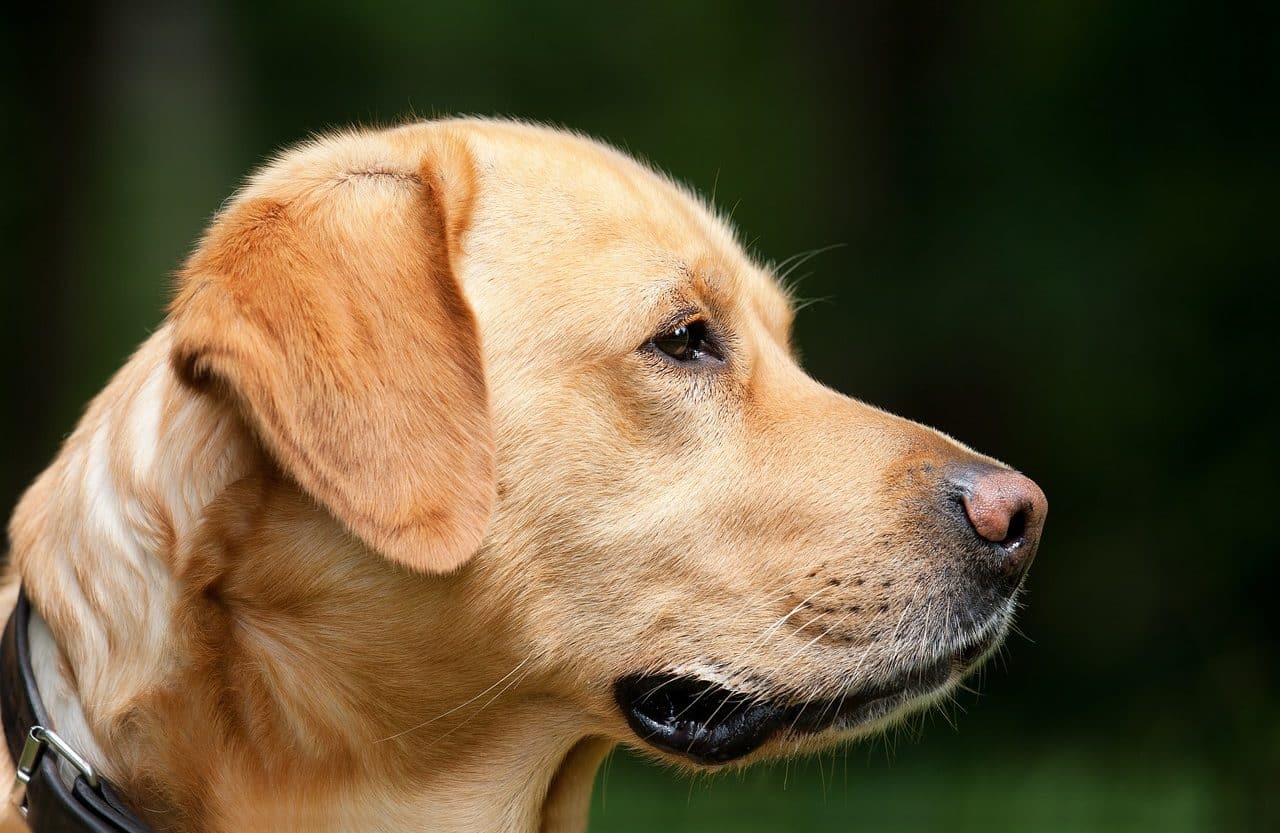 Labrador dog in profile