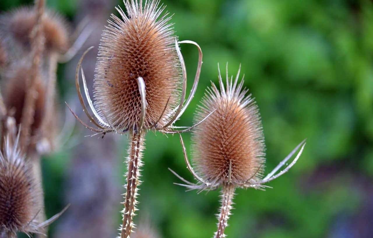 Teasel (Dipsacus fullonum)