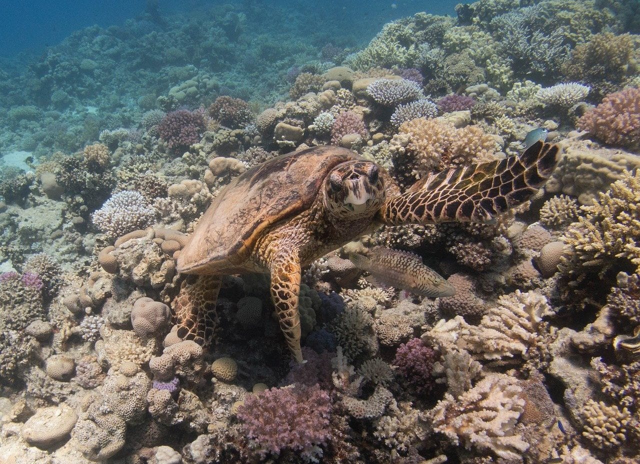 Hawksbill turtle in its natural habitat