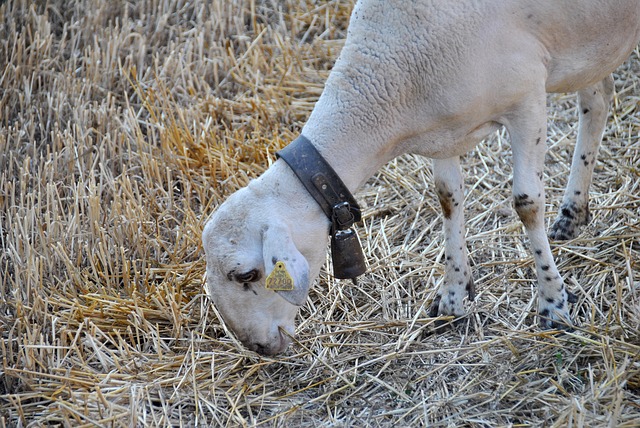 sheep cowbell