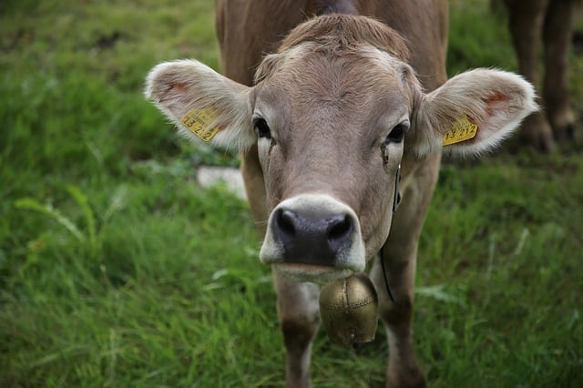 cow bell