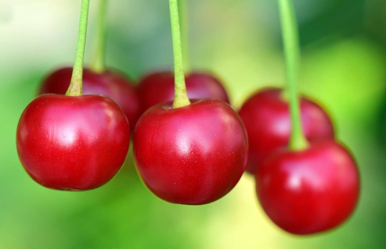 Ripe cherries