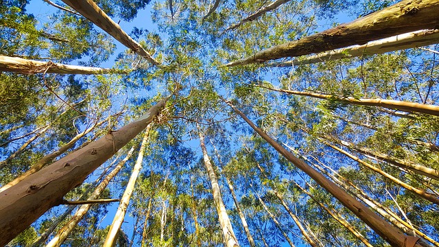 Eucalyptus tall tree