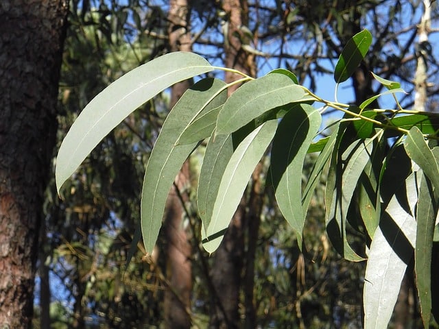 Eucalyptus medicinal use