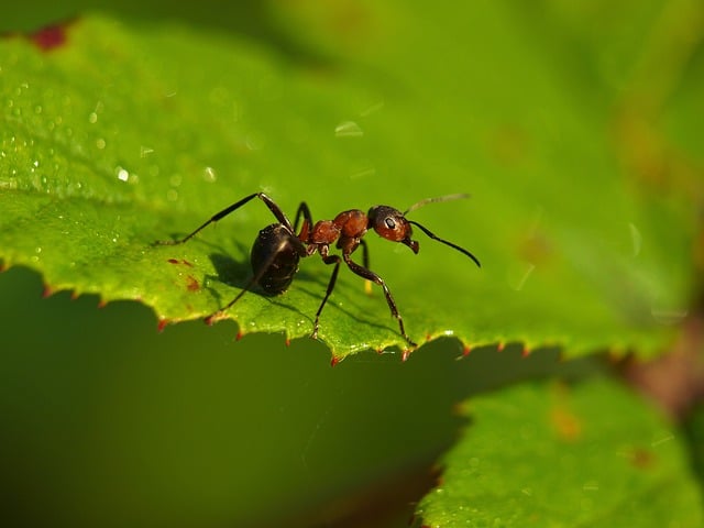 Formica genus of ants