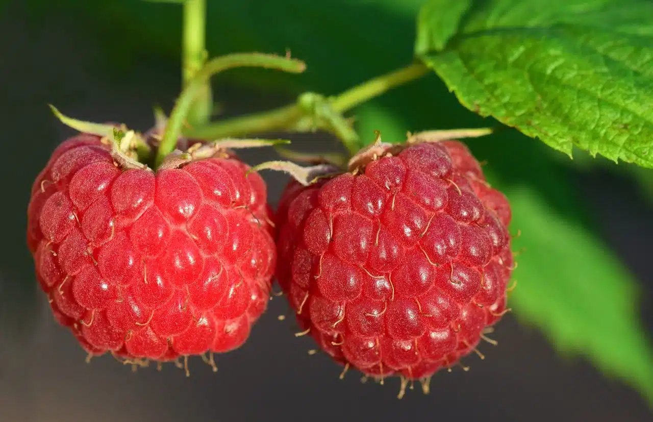 Two raspberries on the tree