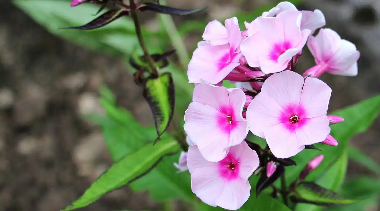 Altea, plant of the Malvaceae family