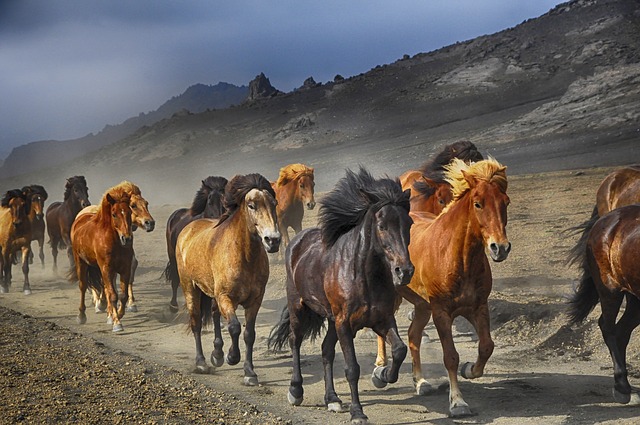 horse stampede