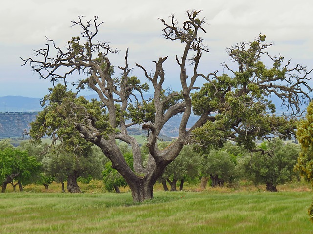 Holm oak