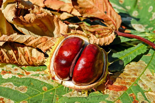 Fruit of Castanea sativa