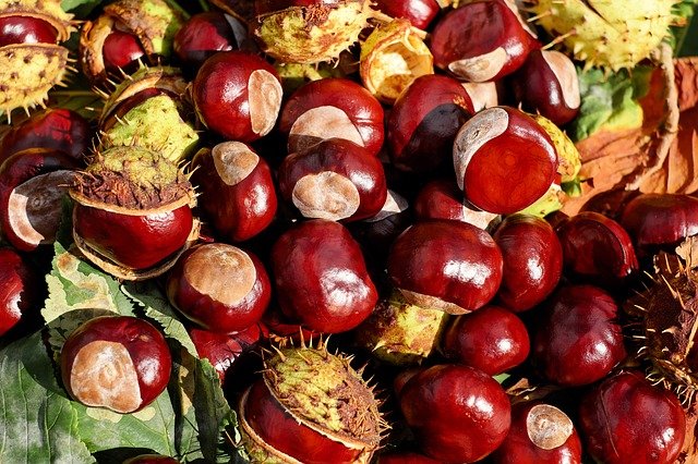 Chestnut fruits