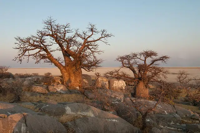 Genus Adansonia