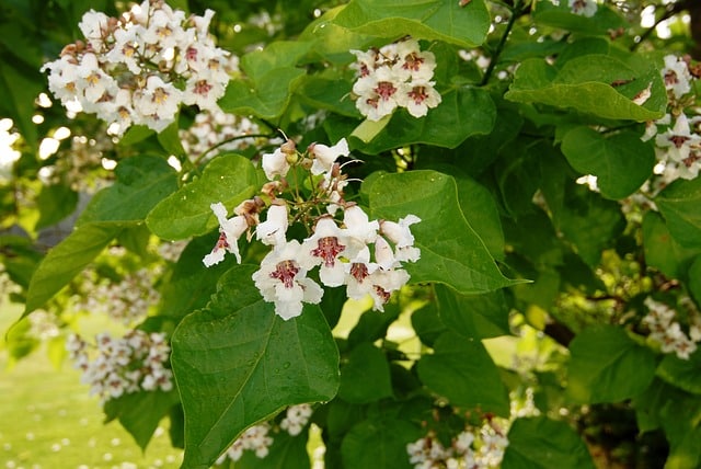 white flowers