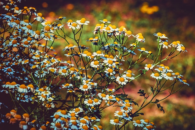 Feverfew