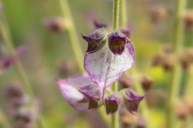 Clary sage