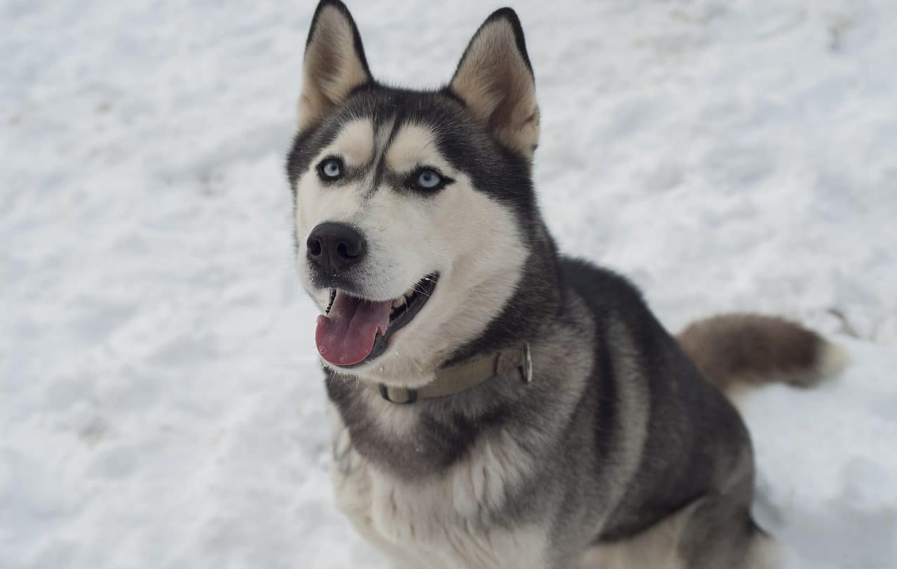 siberian husky