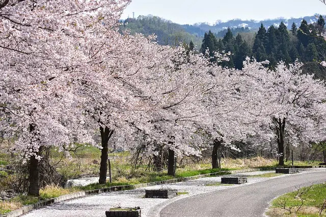 Sakura