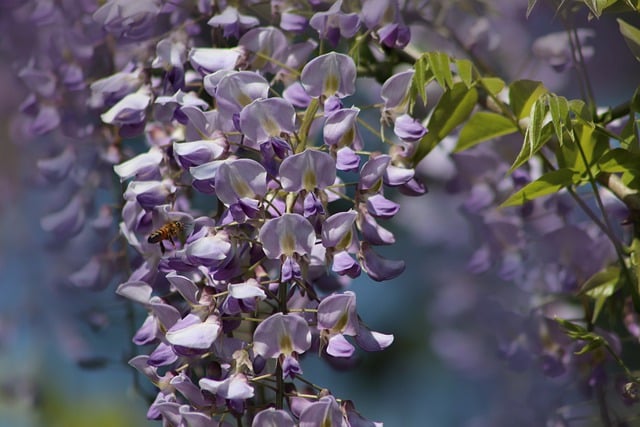 Wisteria