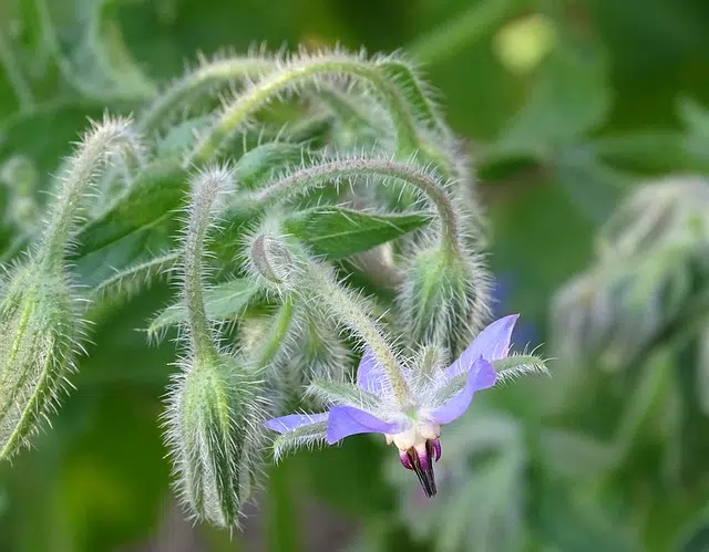 medicinal plant