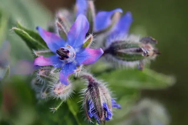 Borago officinalis