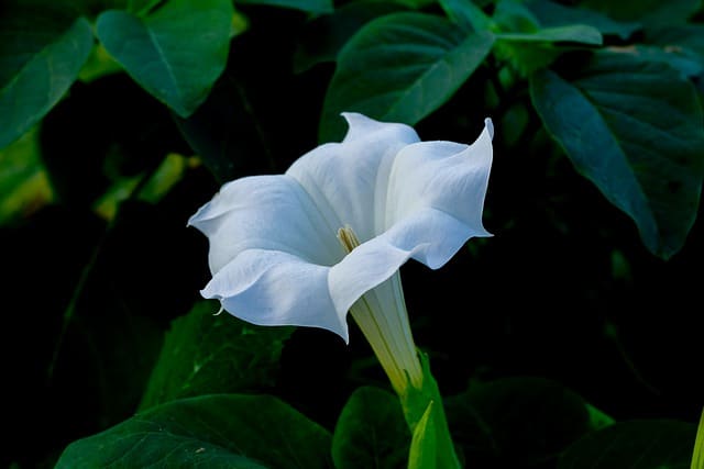 Lilium candidum