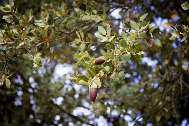 Fruit