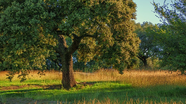 Quercus ilex