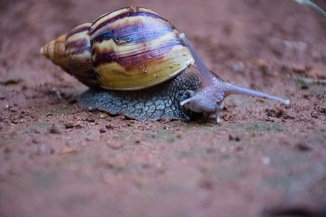 Snail