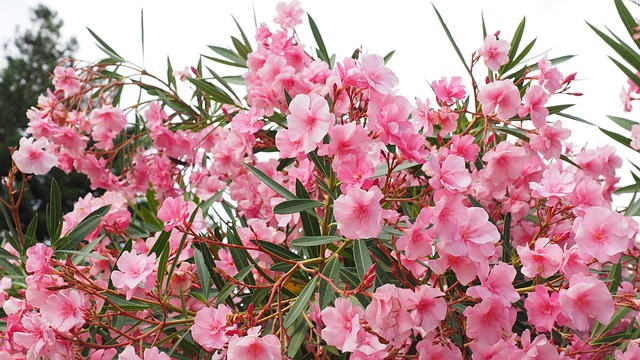 Nerium oleander