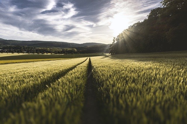 agroforestry system