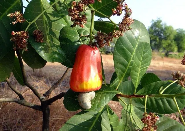 Anacardium occidentale