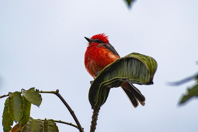 Pyrocephalus rubinus