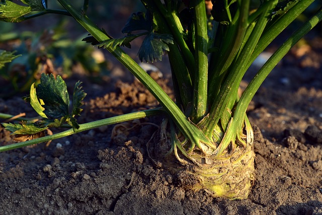 Edible plant