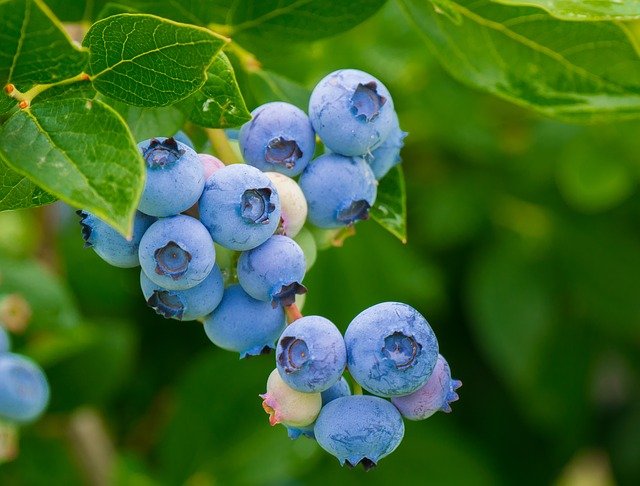 blueberries