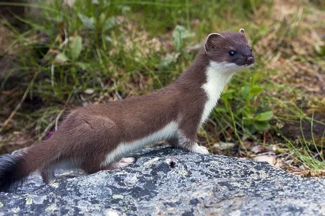 Mustela nivalis