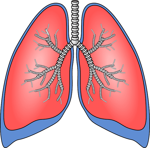 respiratory system