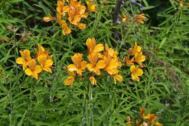 Patagonian Alstroemeria