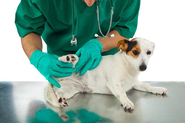 Veterinarian