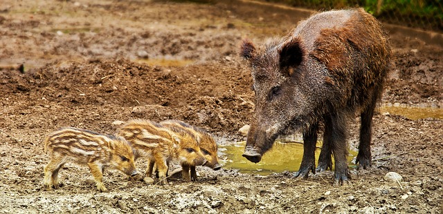 Young wild boar