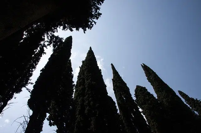 Cupressus