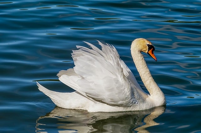 Cygnus olor