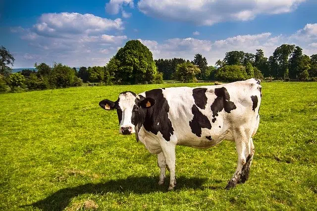 Cow